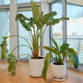 Plant Glider white - 30 cm/90 kg